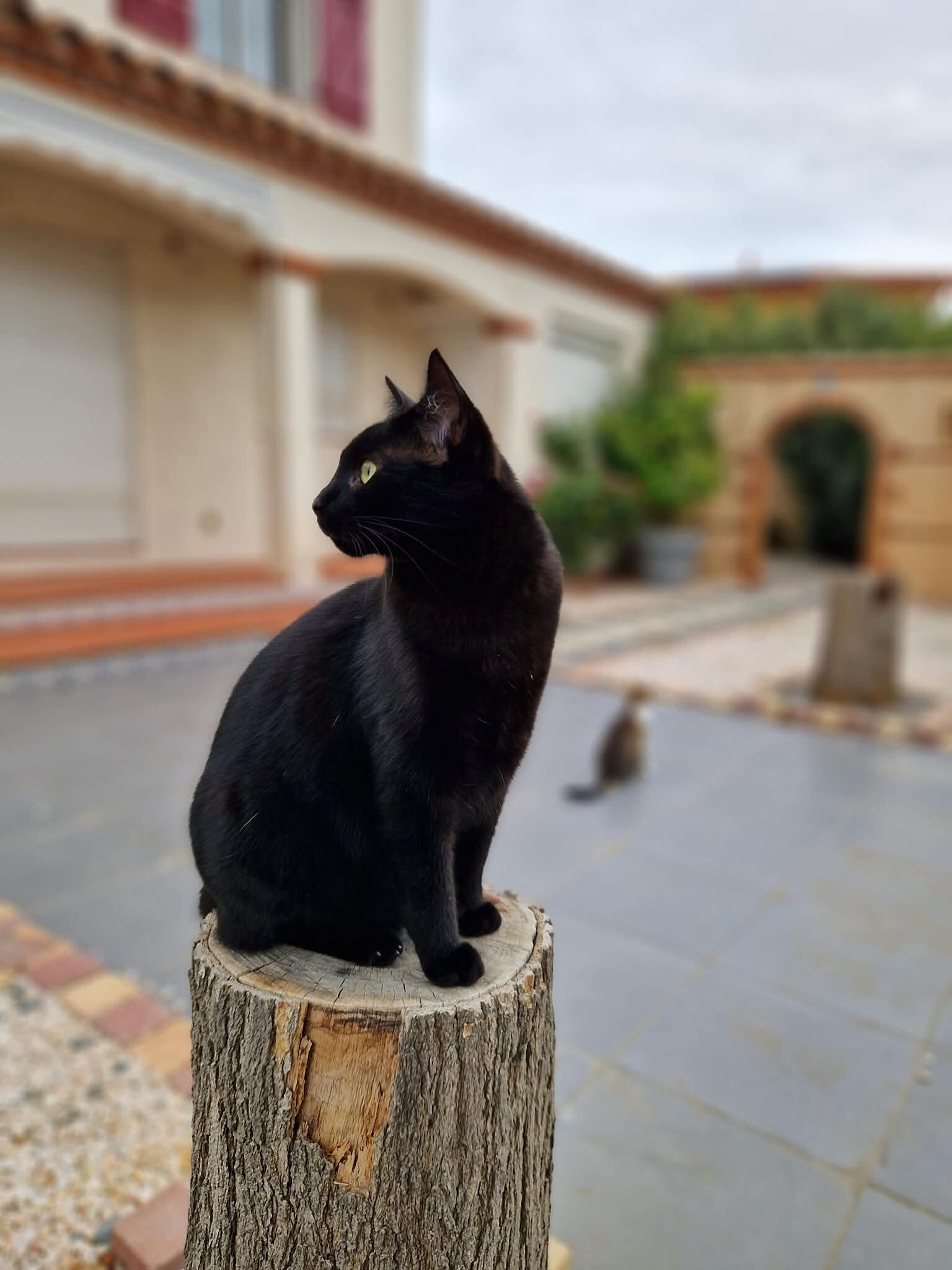 visites chats